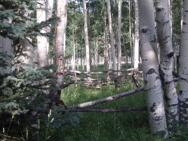 Tbd Dave Wood Road Montrose, CO 81401 - Photo 4 of 7 a view of a city with lush green forest