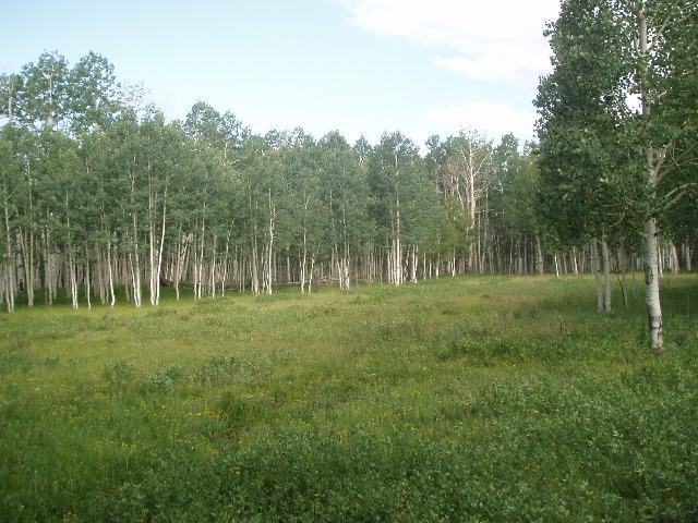 Tbd Dave Wood Road Montrose, CO 81401 - Photo 6 of 7 a view of outdoor space with green field and trees