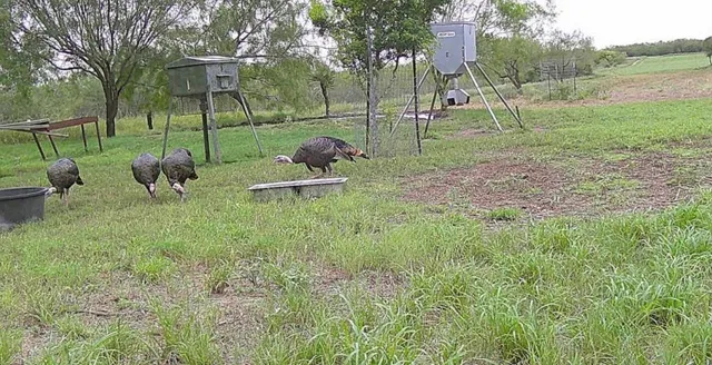 a view of a park with large trees