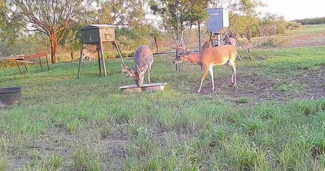 a view of a park with large trees