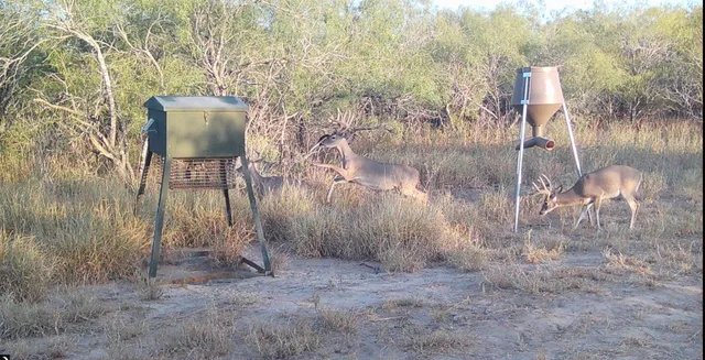 a backyard of a house with lots of green space and chair