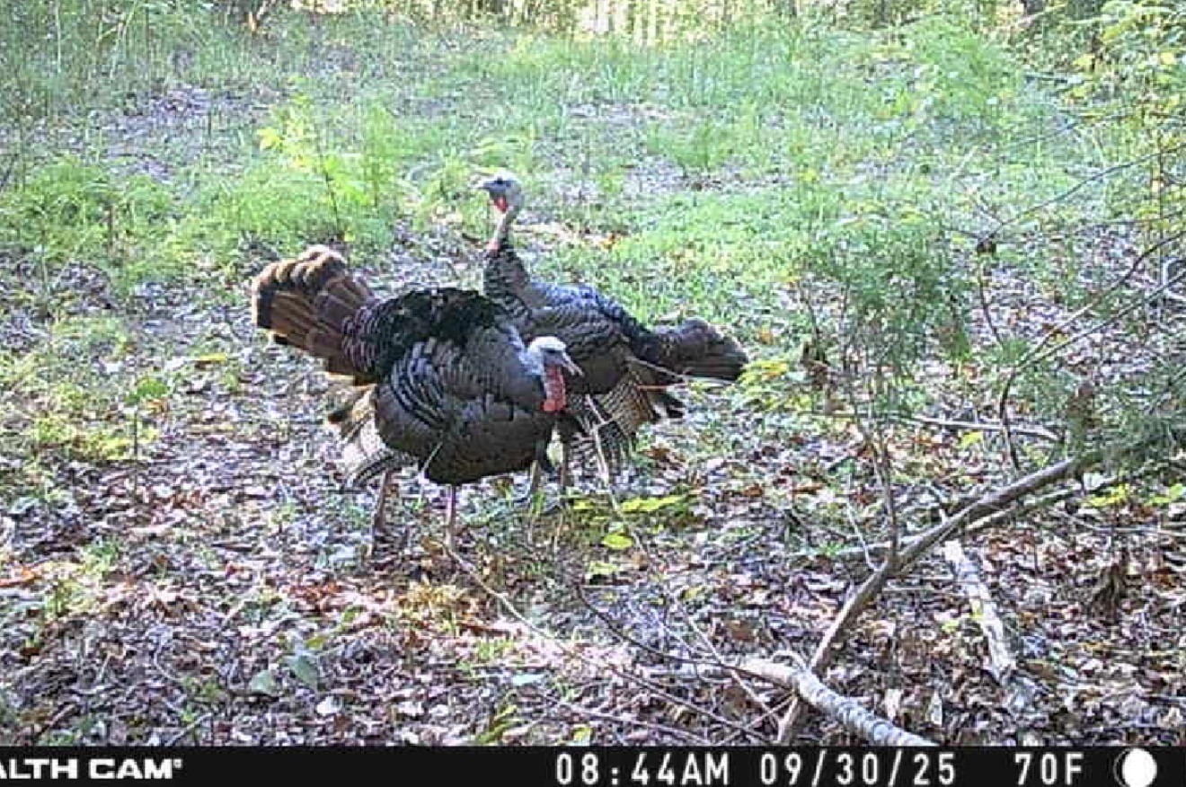 0 Downing Hollow Road Waynesboro, TN 38485 - Photo 3 of 30