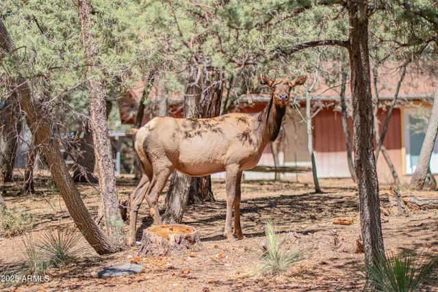 $368,000 | 3372 Bradshaw Circle, Pine, AZ 85544