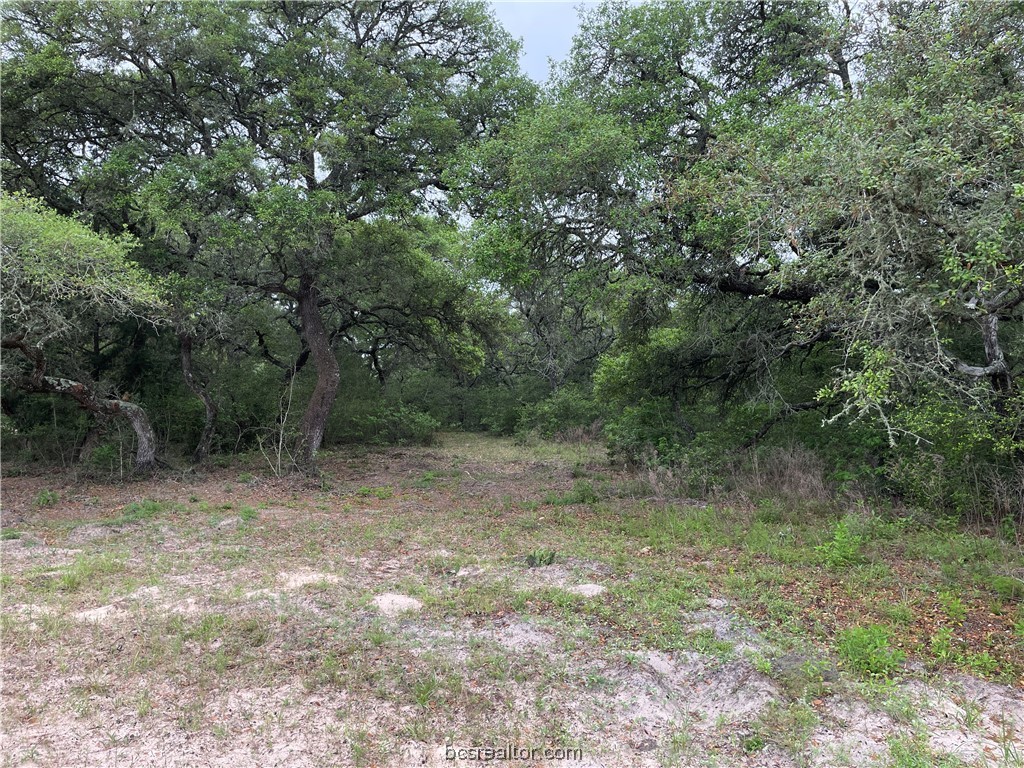 416 County Road Hallettsville, TX 77964 - Photo 8 of 25 a view of a yard with a tree