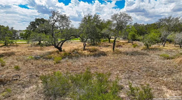 a view of a forest with trees