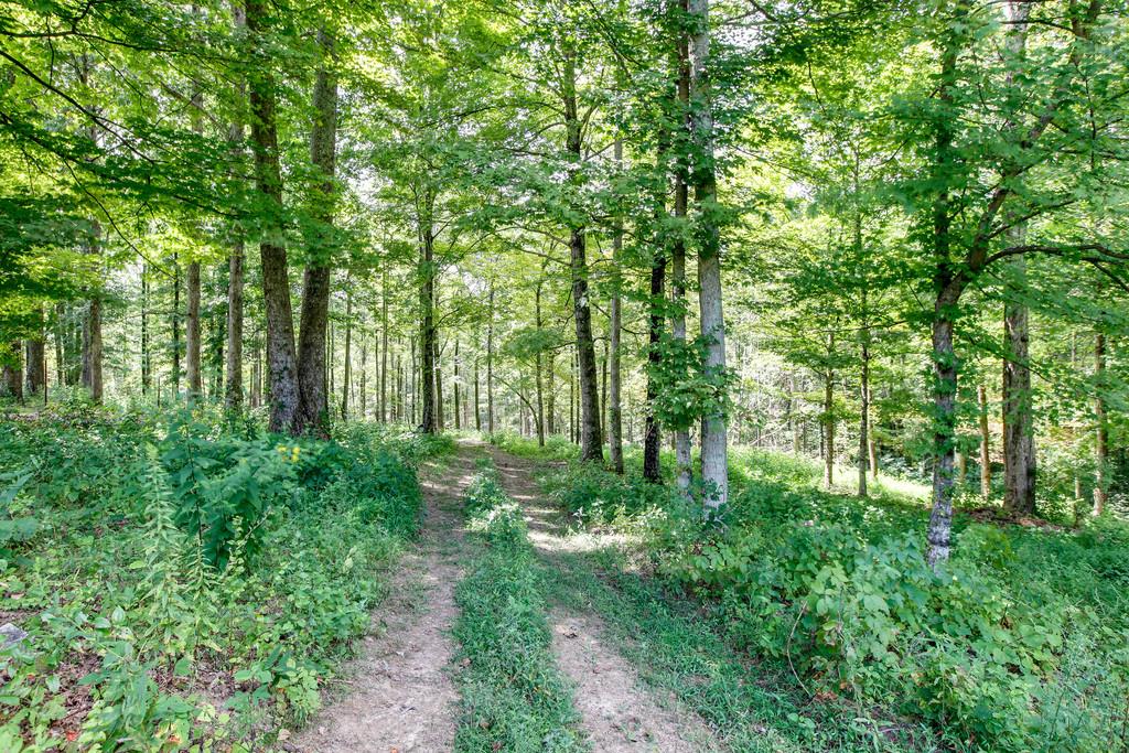 5909 Parham Road Franklin, TN 37064 - Photo 21 of 23 a view of lush green forest