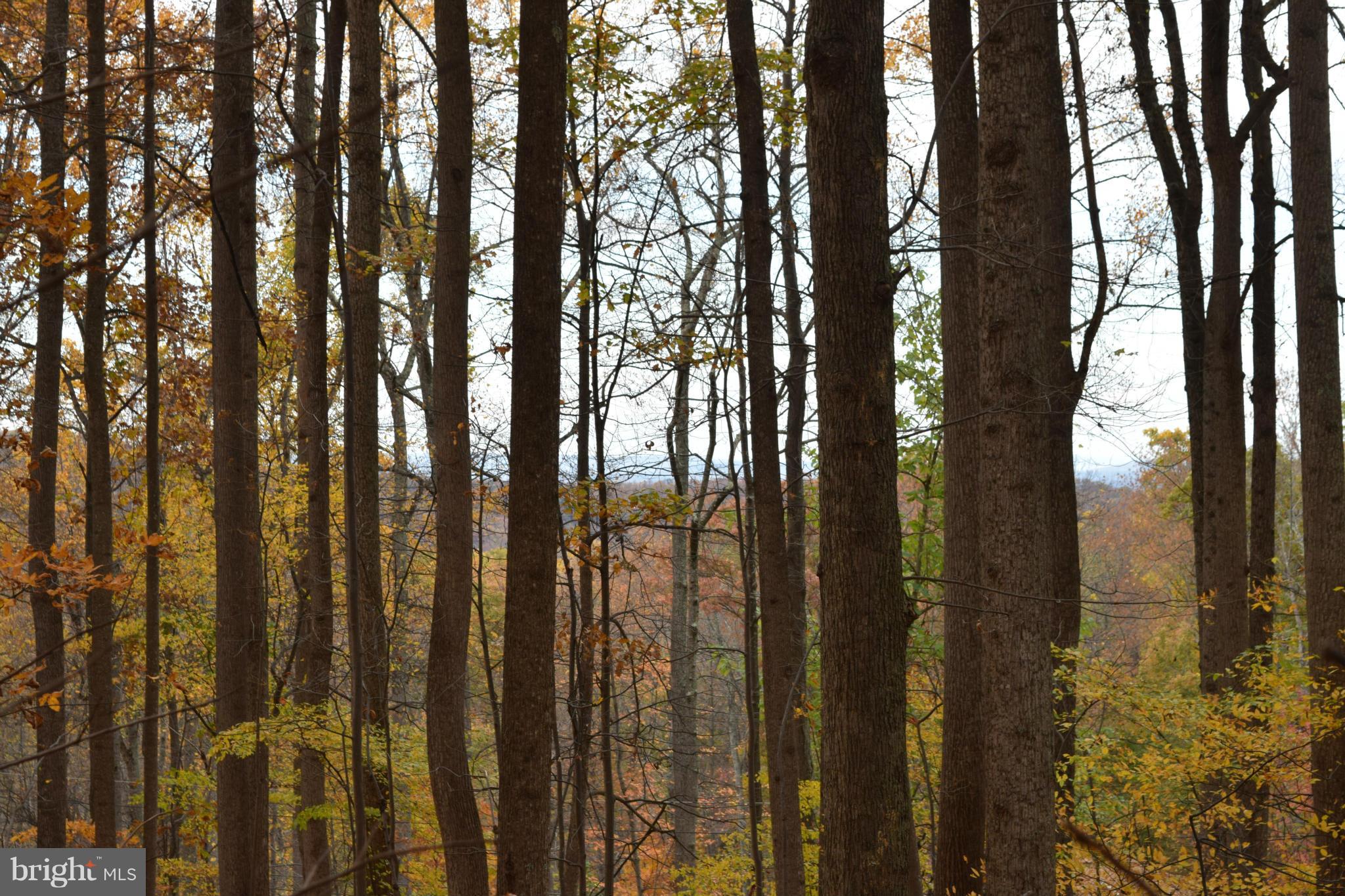 Red Bud Lane Front Royal, VA 22630 - Photo 11 of 21 a view of trees