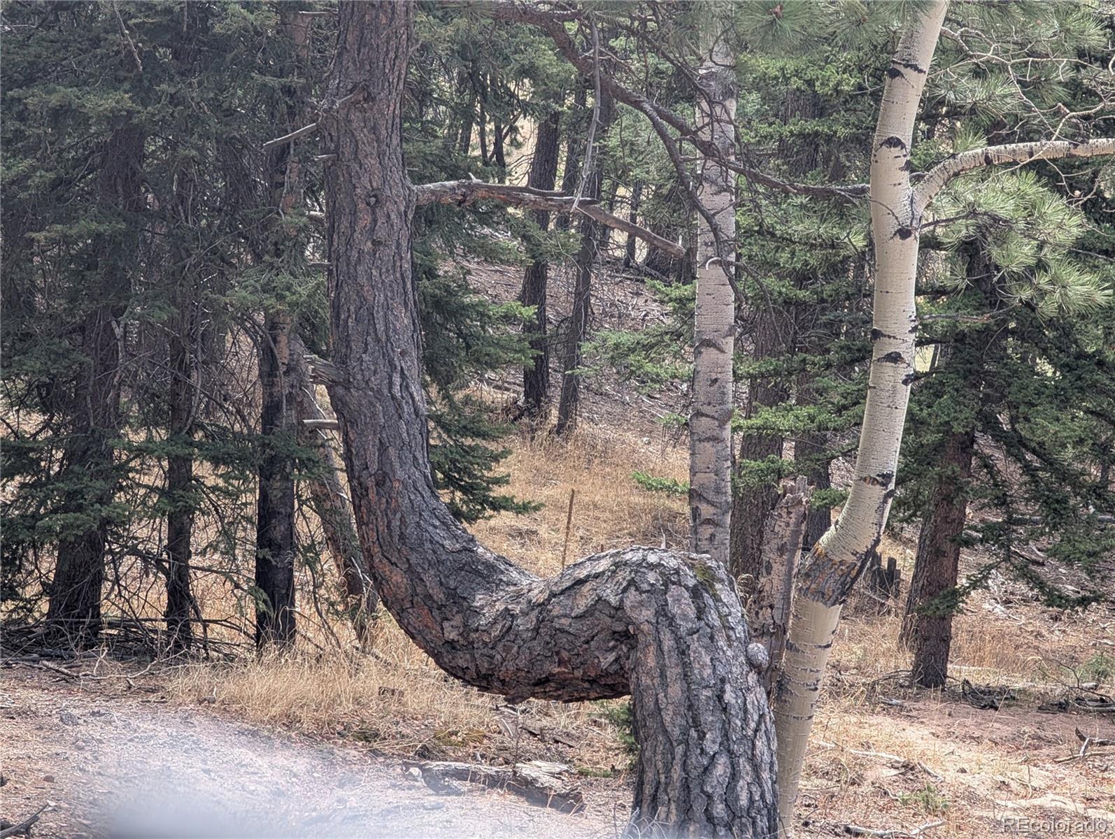 13108 Elsie Road Conifer, CO 80433 - Photo 27 of 49
