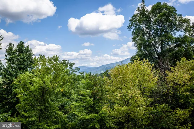 a view of a flower in a garden