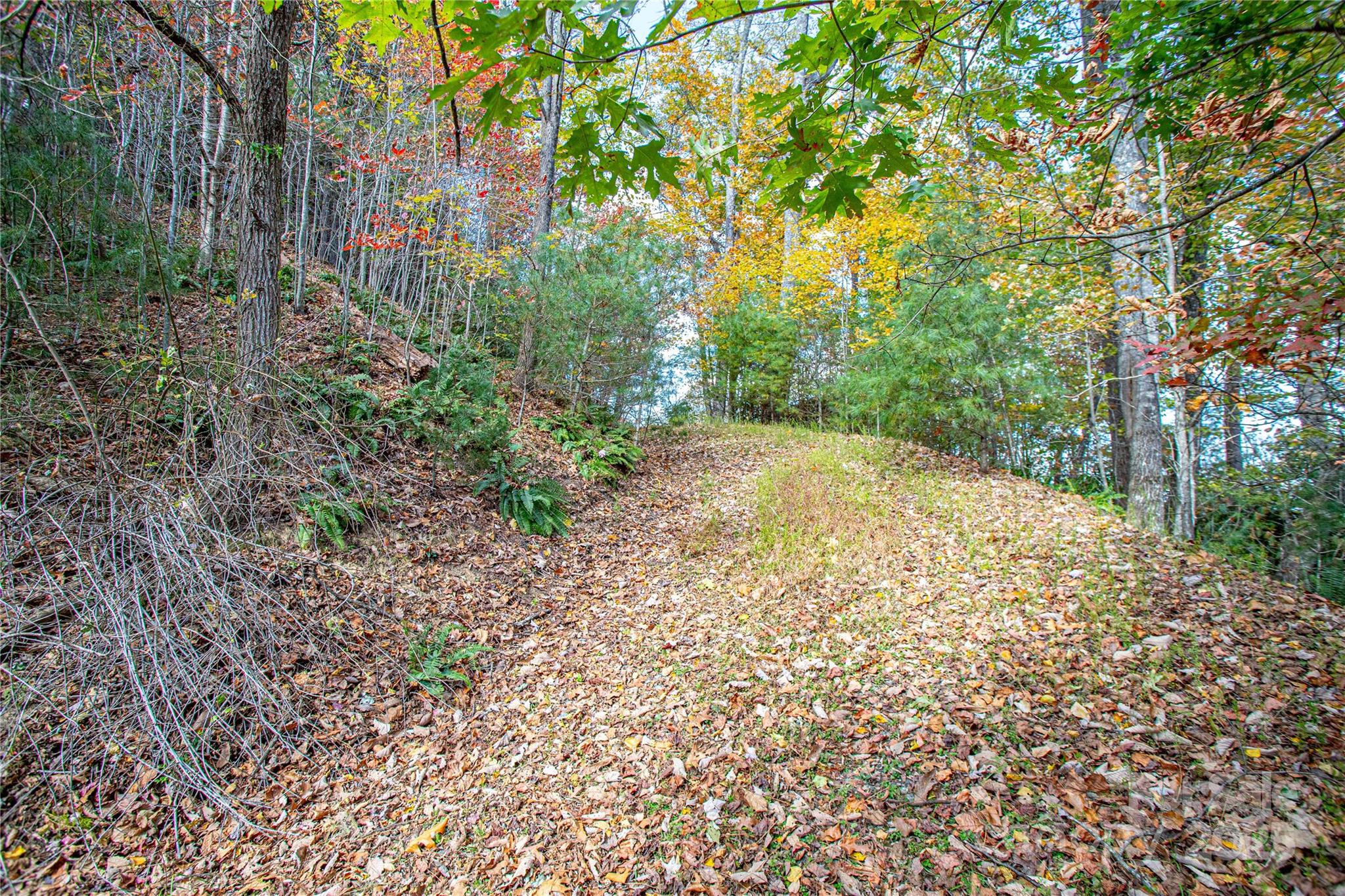 Tbd High Pt Trail, Unit 21 Brevard, NC 28712 - Photo 7 of 14 a view of a yard with plants and trees