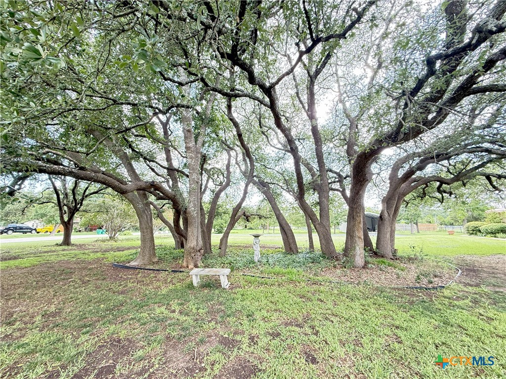 659 County Road 4744 Kempner, TX 76539 - Photo 41 of 48 Grove of mature oak trees offer a shaded gathering spot