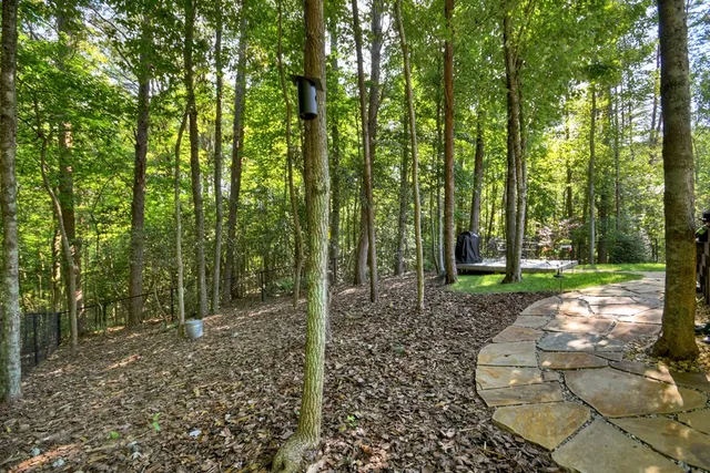 a view of a forest with trees