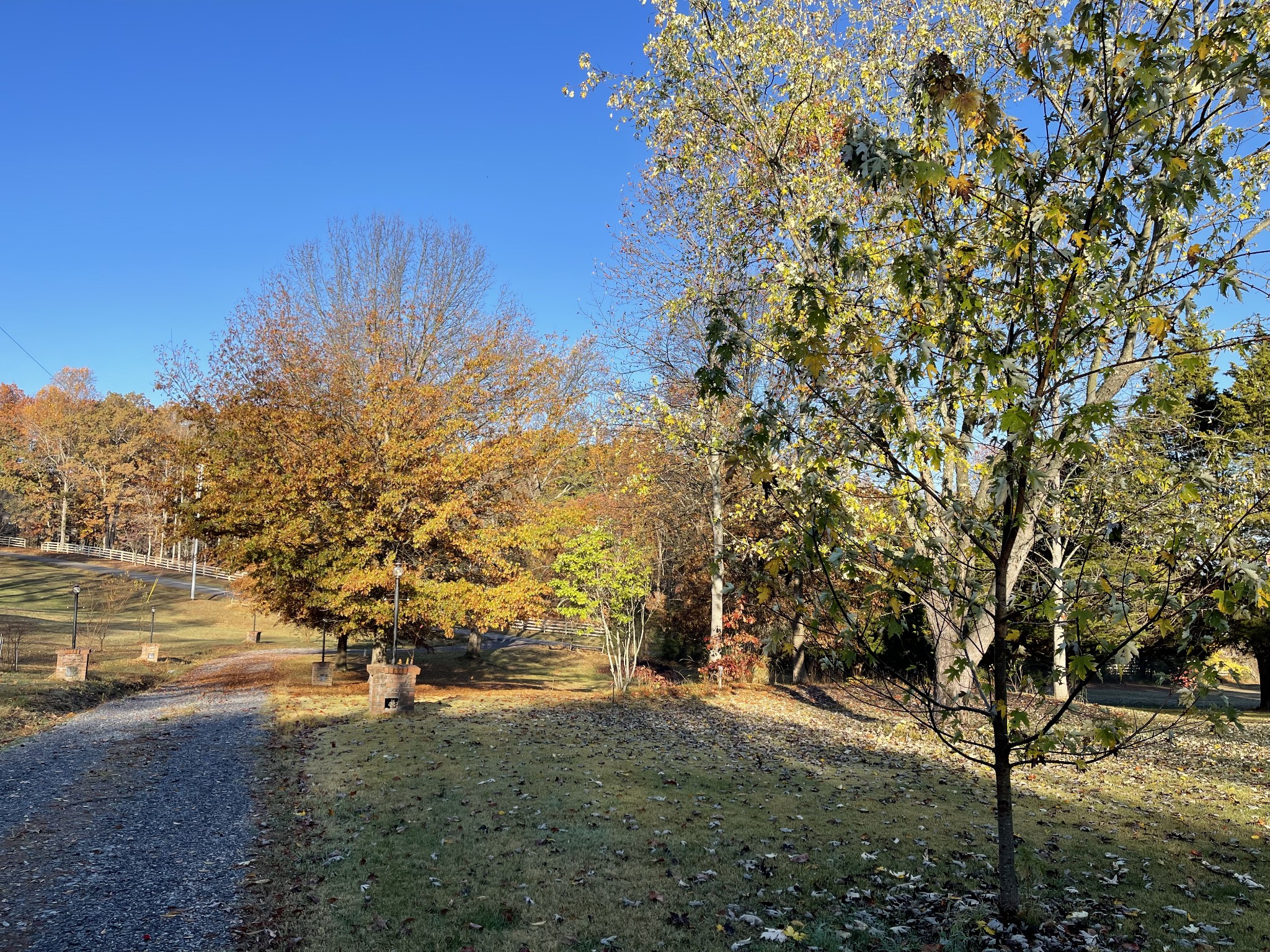 274 Hester Road Portland, TN 37148 - Photo 6 of 18 a view of a yard with a tree