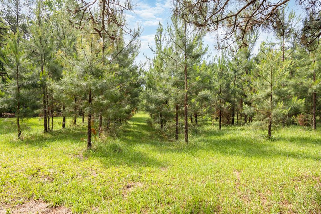 11045 Warm Springs Road Midland, GA 31820 - Photo 46 of 46