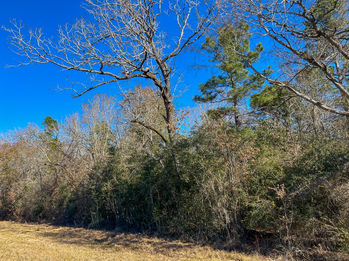 287 Highway 287 Pennington, TX 75856 - Photo 17 of 27