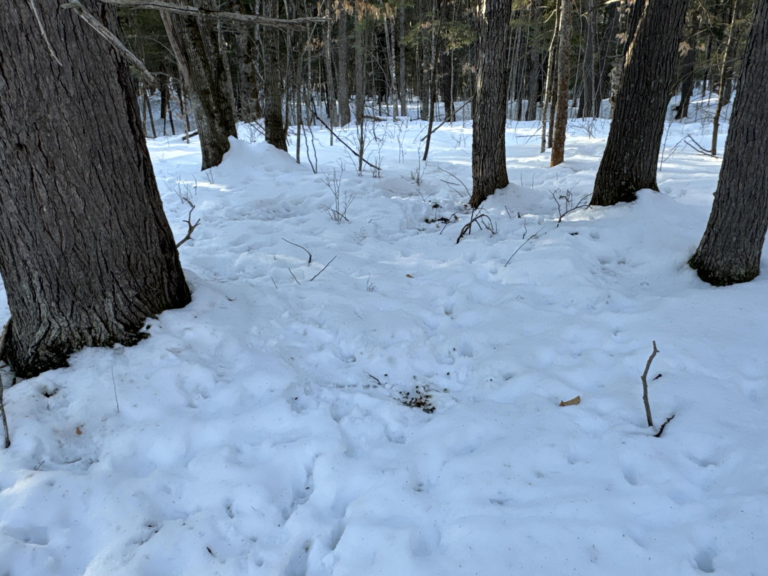 M10-l44 Mountain View Road Fryeburg, ME 04037 - Photo 11 of 36 Wildlife signs