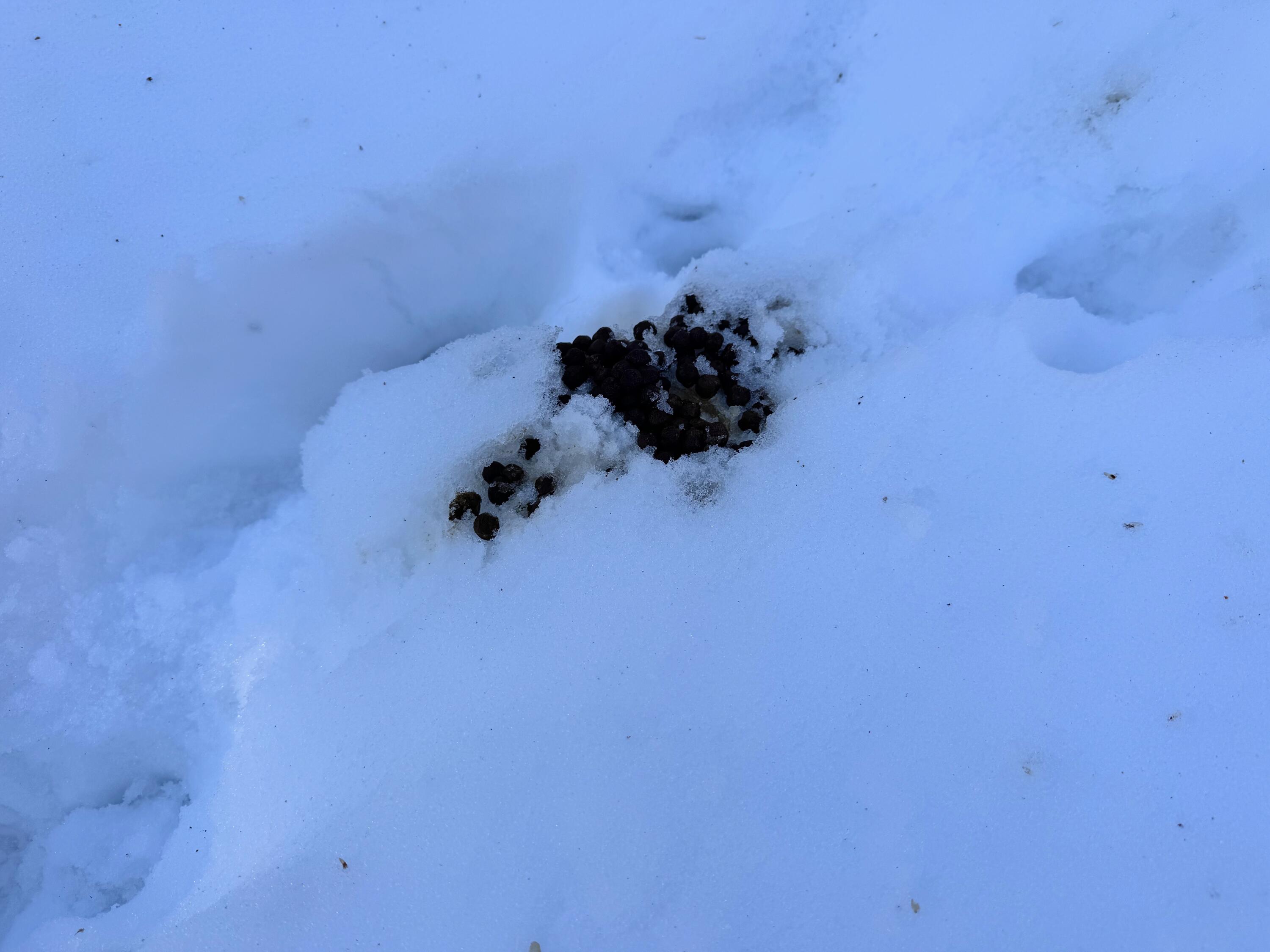 M10-l44 Mountain View Road Fryeburg, ME 04037 - Photo 12 of 36 Deer scat