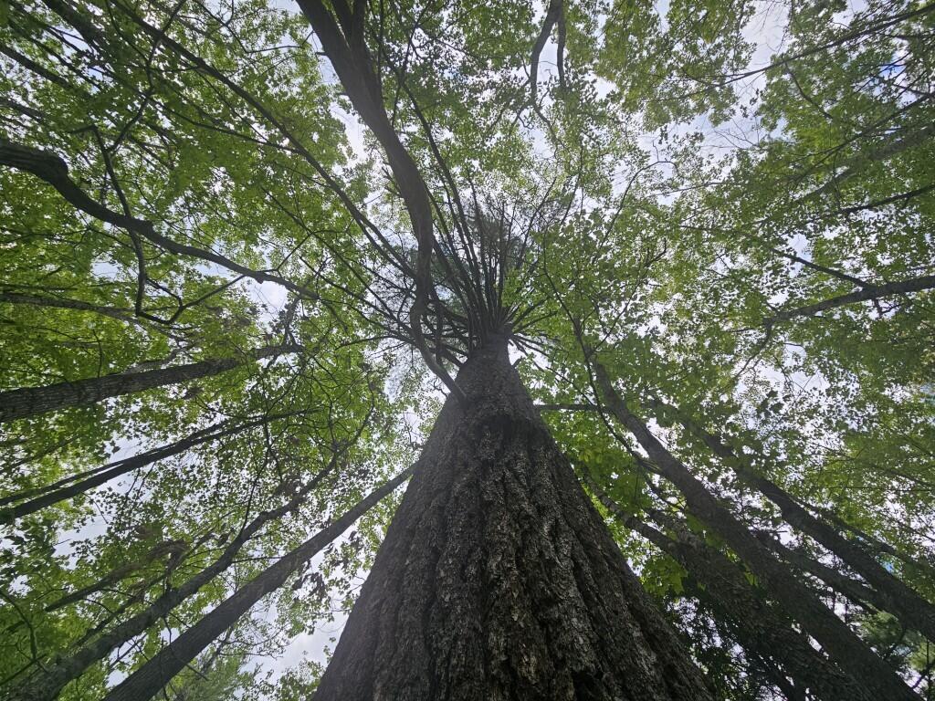 M10-l44 Mountain View Road Fryeburg, ME 04037 - Photo 10 of 36 Mature timber