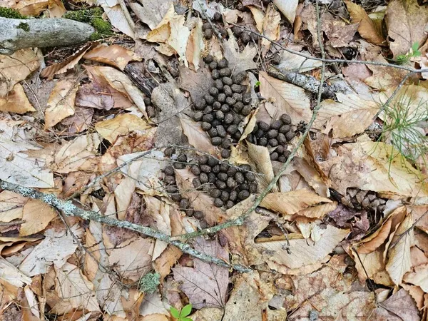 $465,000 | M10-l44 Mountain View Road, Fryeburg, ME 04037