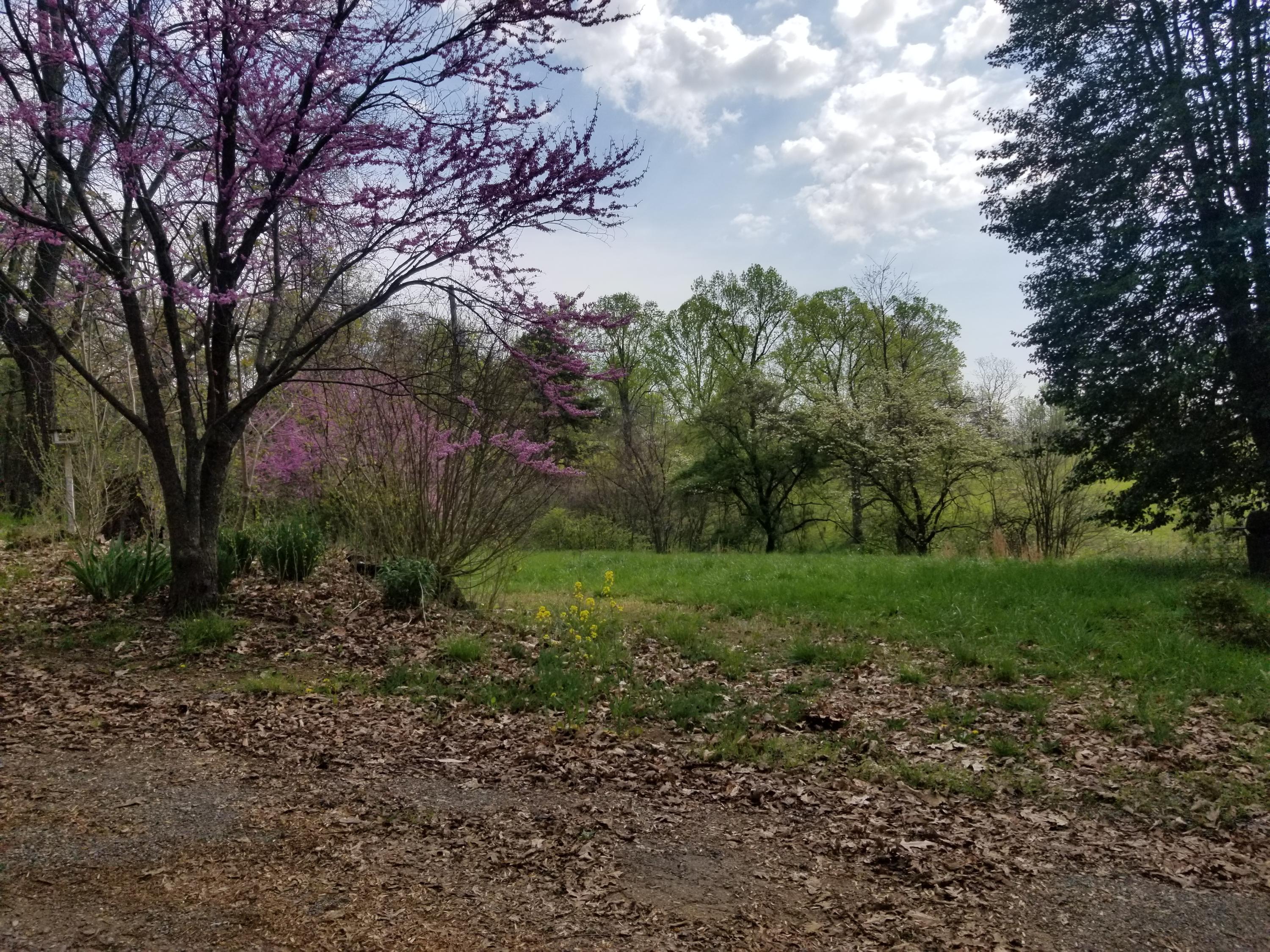 1071 Murray Hollow Road Thaxton, VA 24174 - Photo 2 of 5 a view of outdoor space and tree