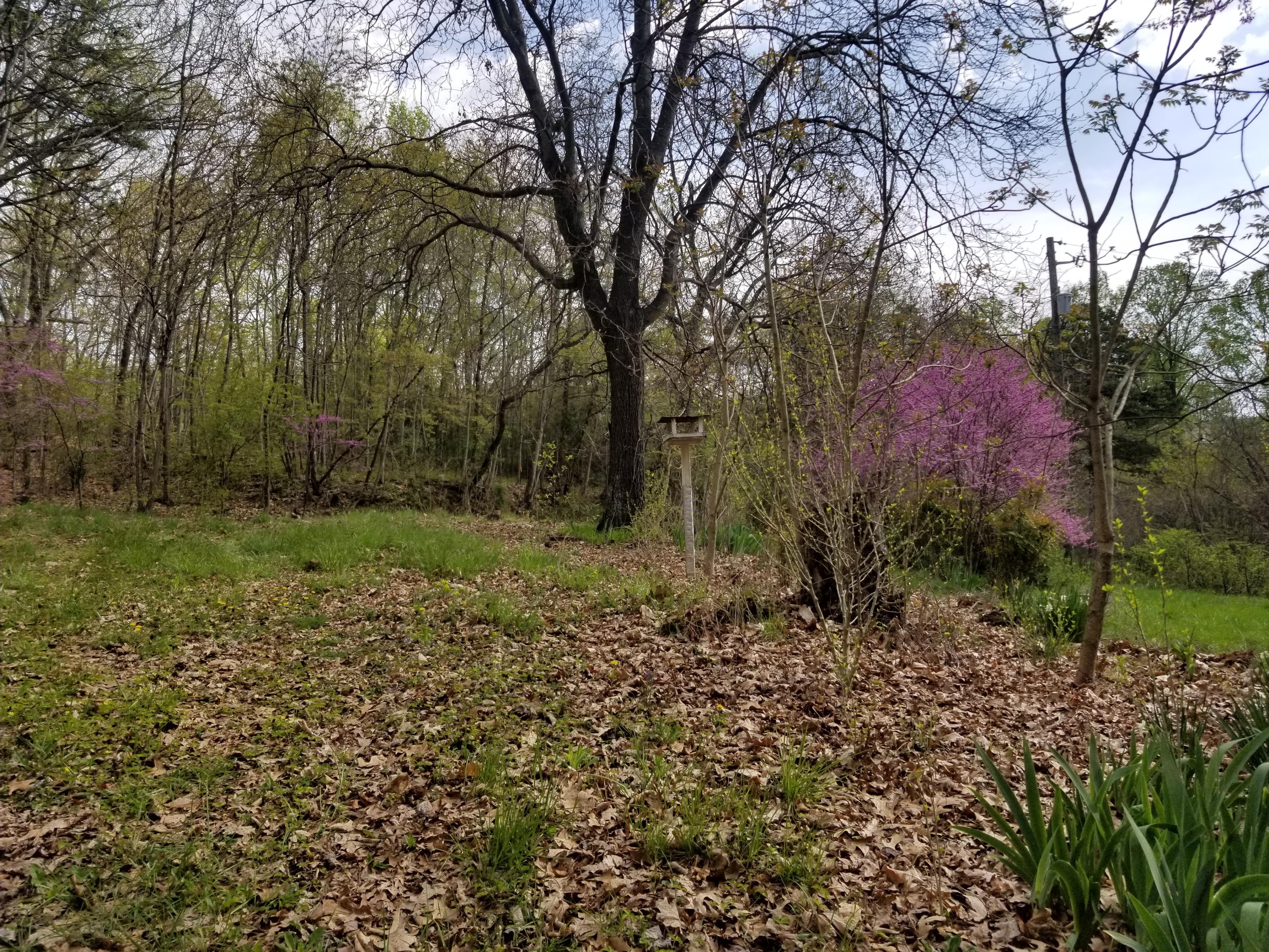 1071 Murray Hollow Road Thaxton, VA 24174 - Photo 3 of 5 a big yard with lots of green space and plants