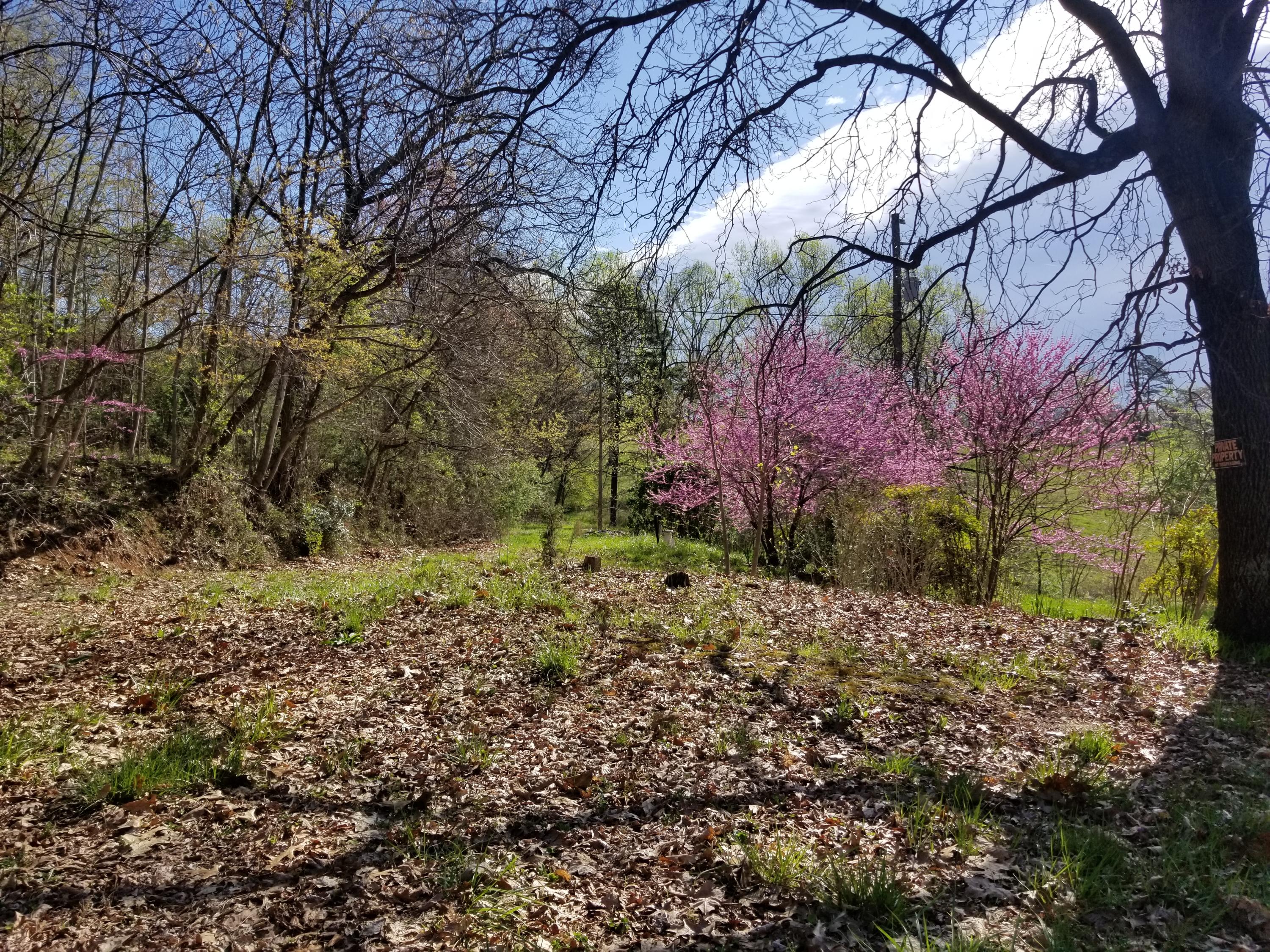 1071 Murray Hollow Road Thaxton, VA 24174 - Photo 5 of 5 a backyard of a house with lots of green space
