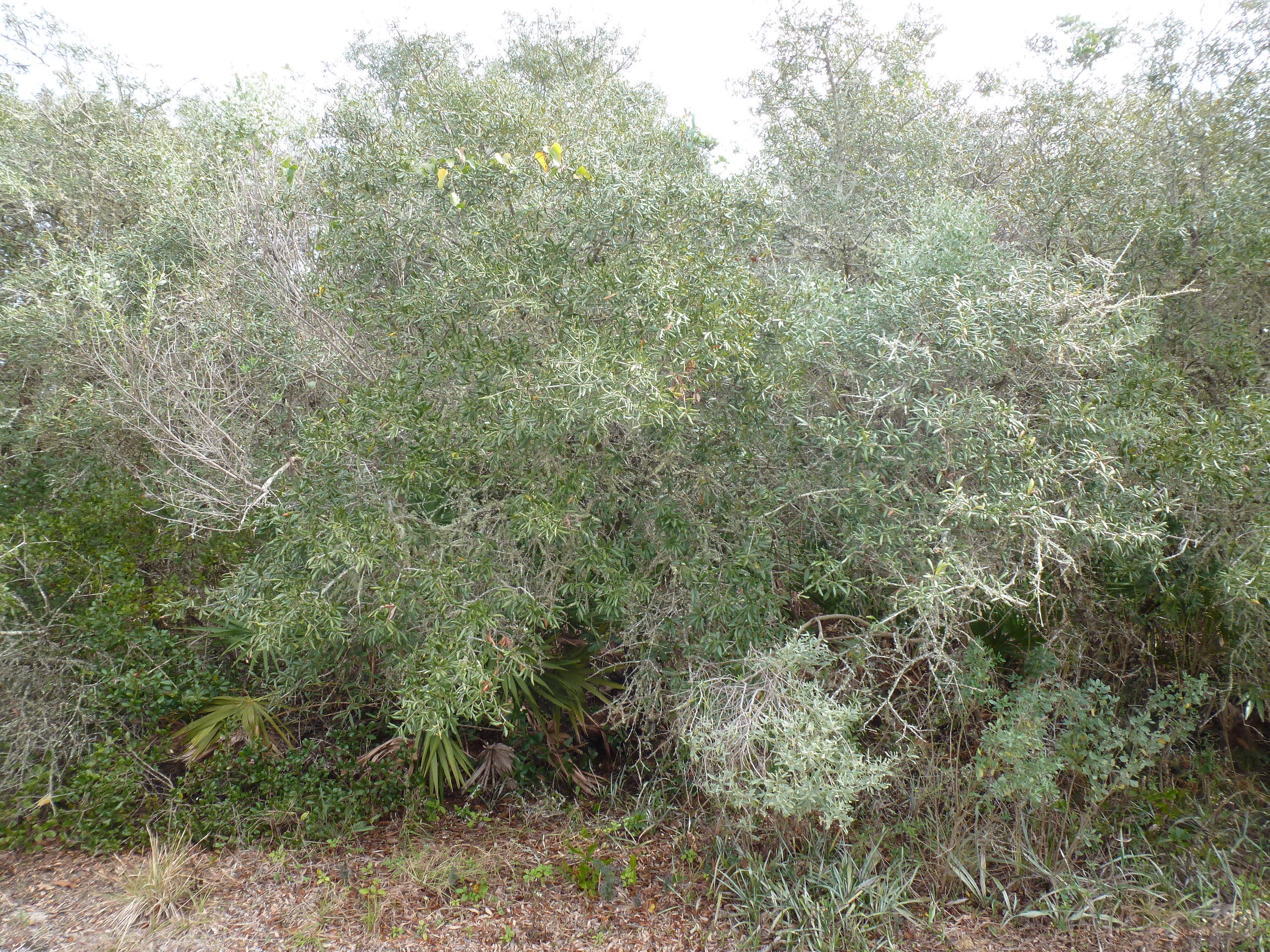 Lot 12 A St Inlet Beach Inlet Beach, FL 32461 - Photo 2 of 2 a view of a forest with lots of trees
