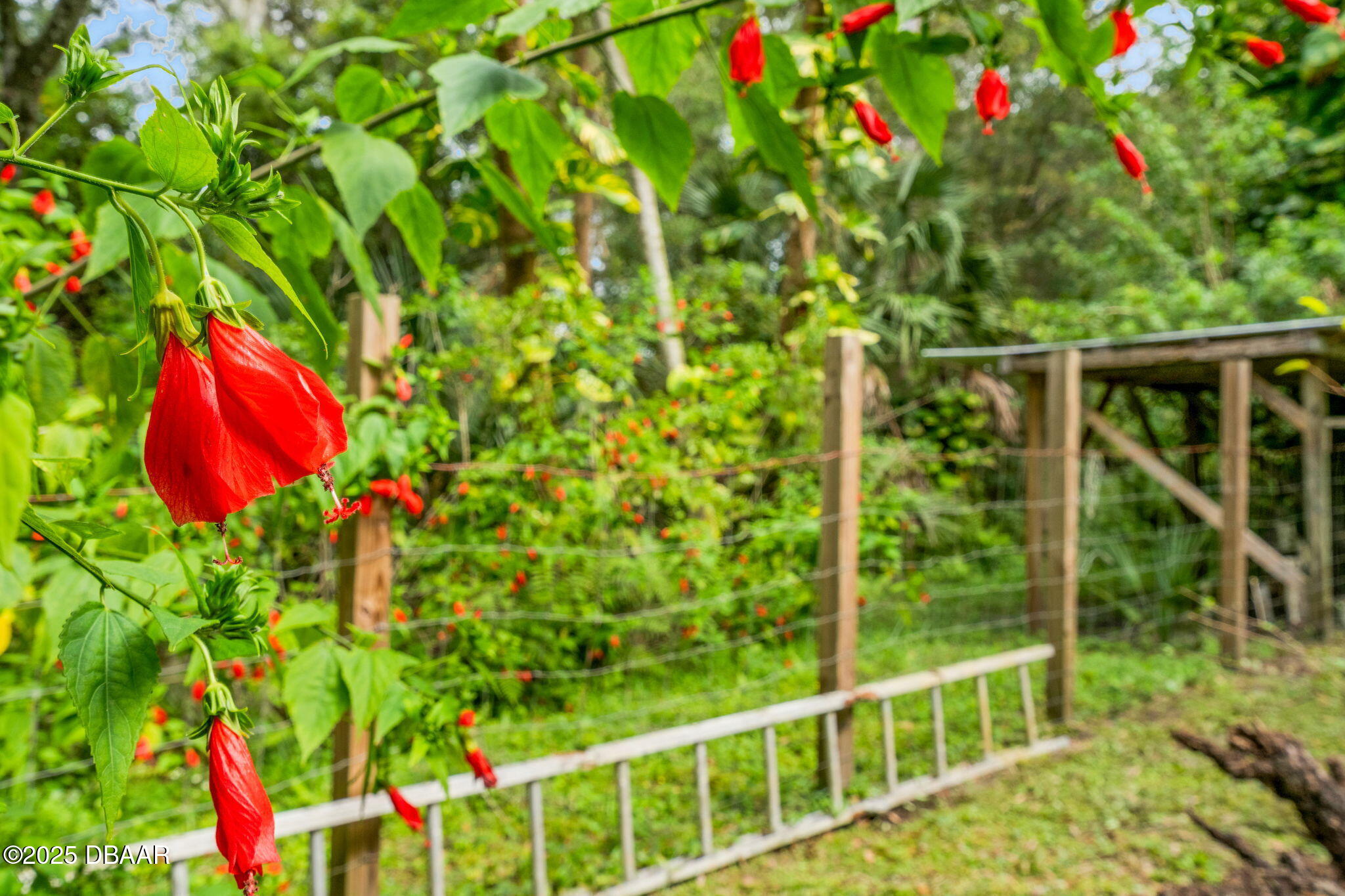 2439 Old Samsula Road Port Orange, FL 32128 - Photo 3 of 35 a view of a flower in a garden
