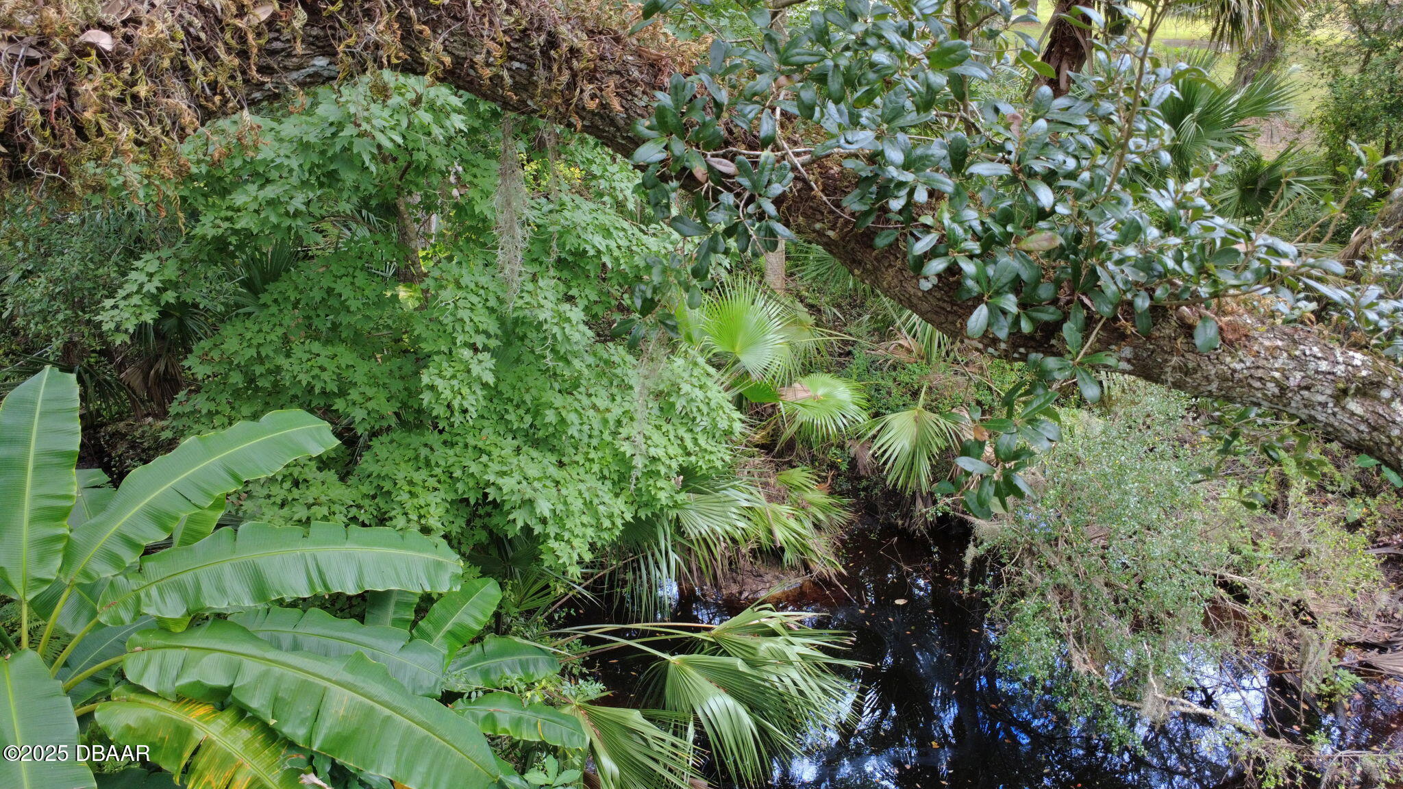 2439 Old Samsula Road Port Orange, FL 32128 - Photo 9 of 35 a view of a plant