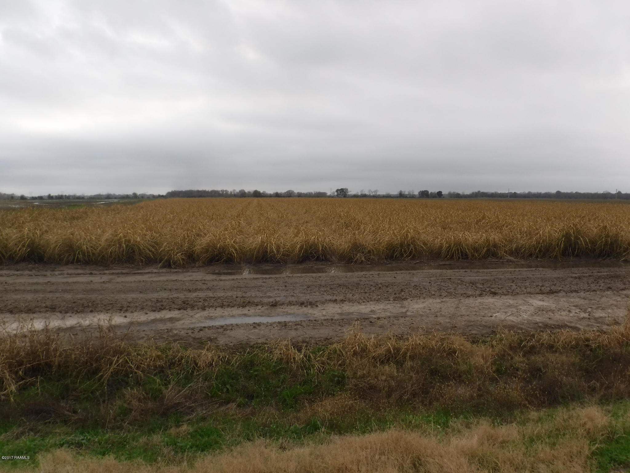 Virginia Road Church Point, LA 70525 - Photo 6 of 9 Gallery Image 6