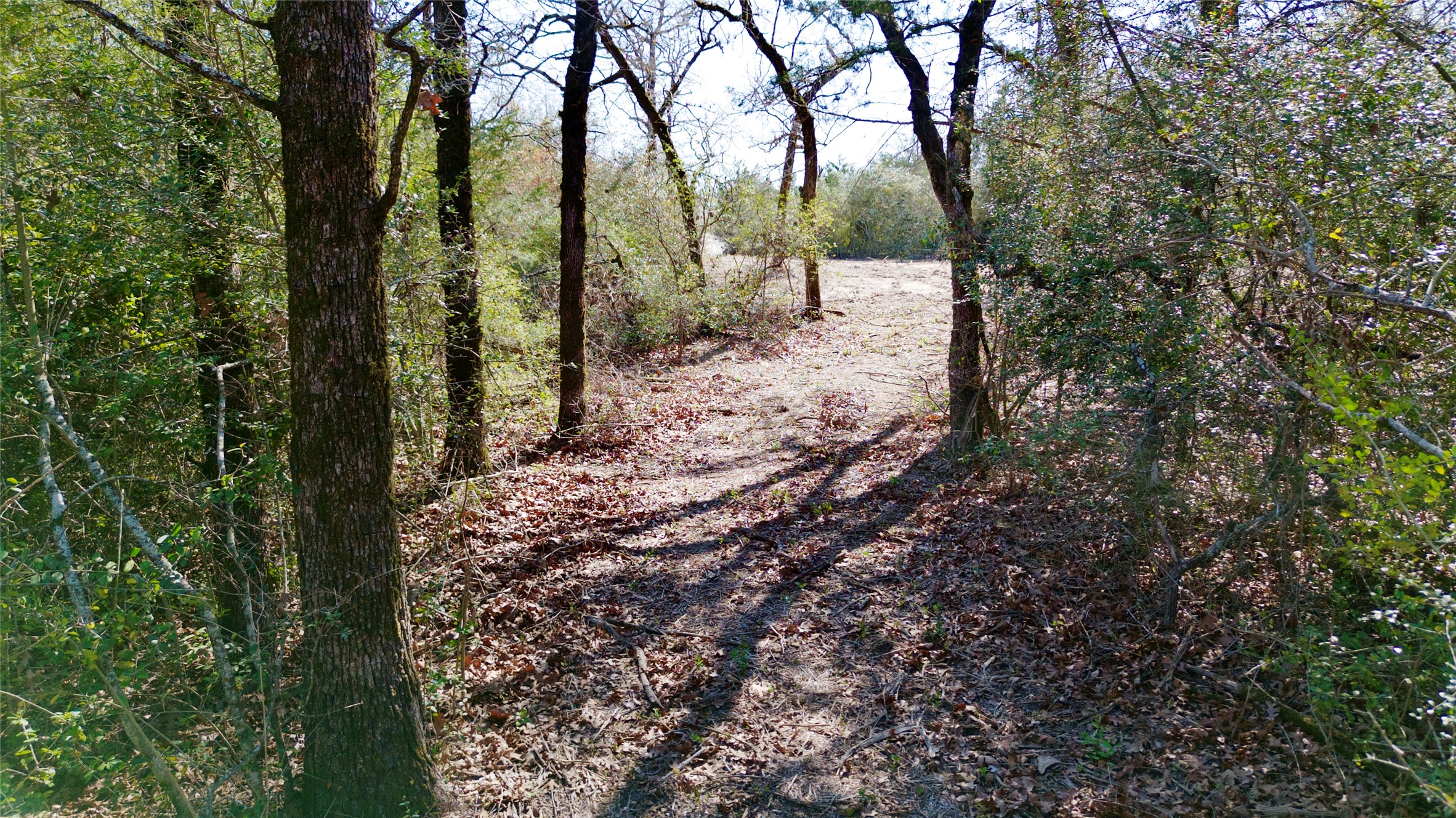 100 Pr 617 Roads Kosse, TX 76653 - Photo 9 of 26 a view of a yard with large trees