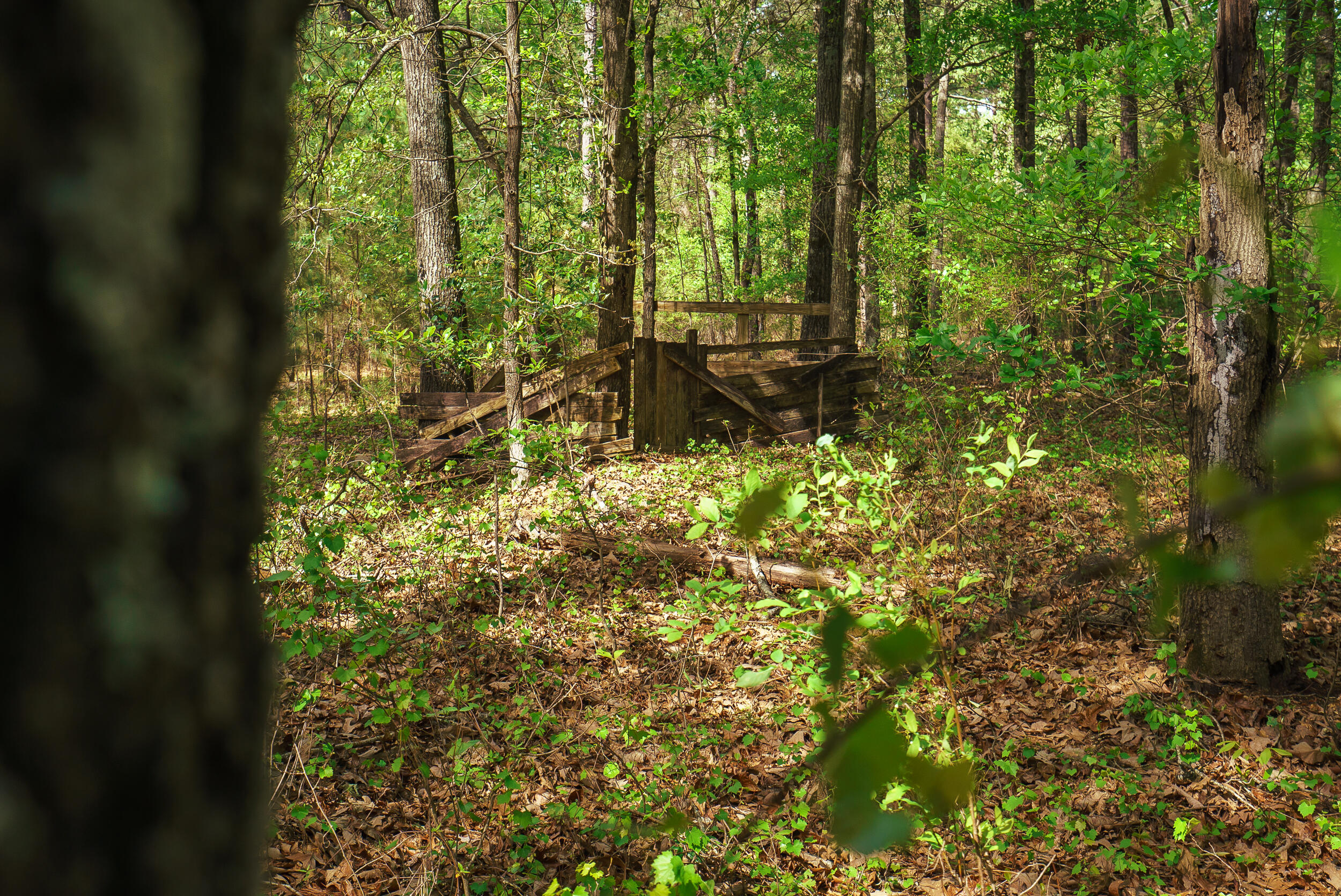 Lot 3 Banks Mill Road Southeast Aiken, SC 29803 - Photo 20 of 42