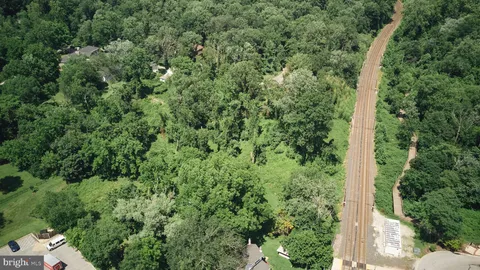 view of a forest with a tree