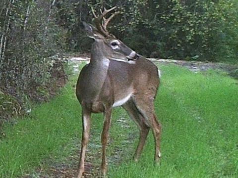 2008 Faulk Ferry Road Baker, FL 32531 - Photo 52 of 54
