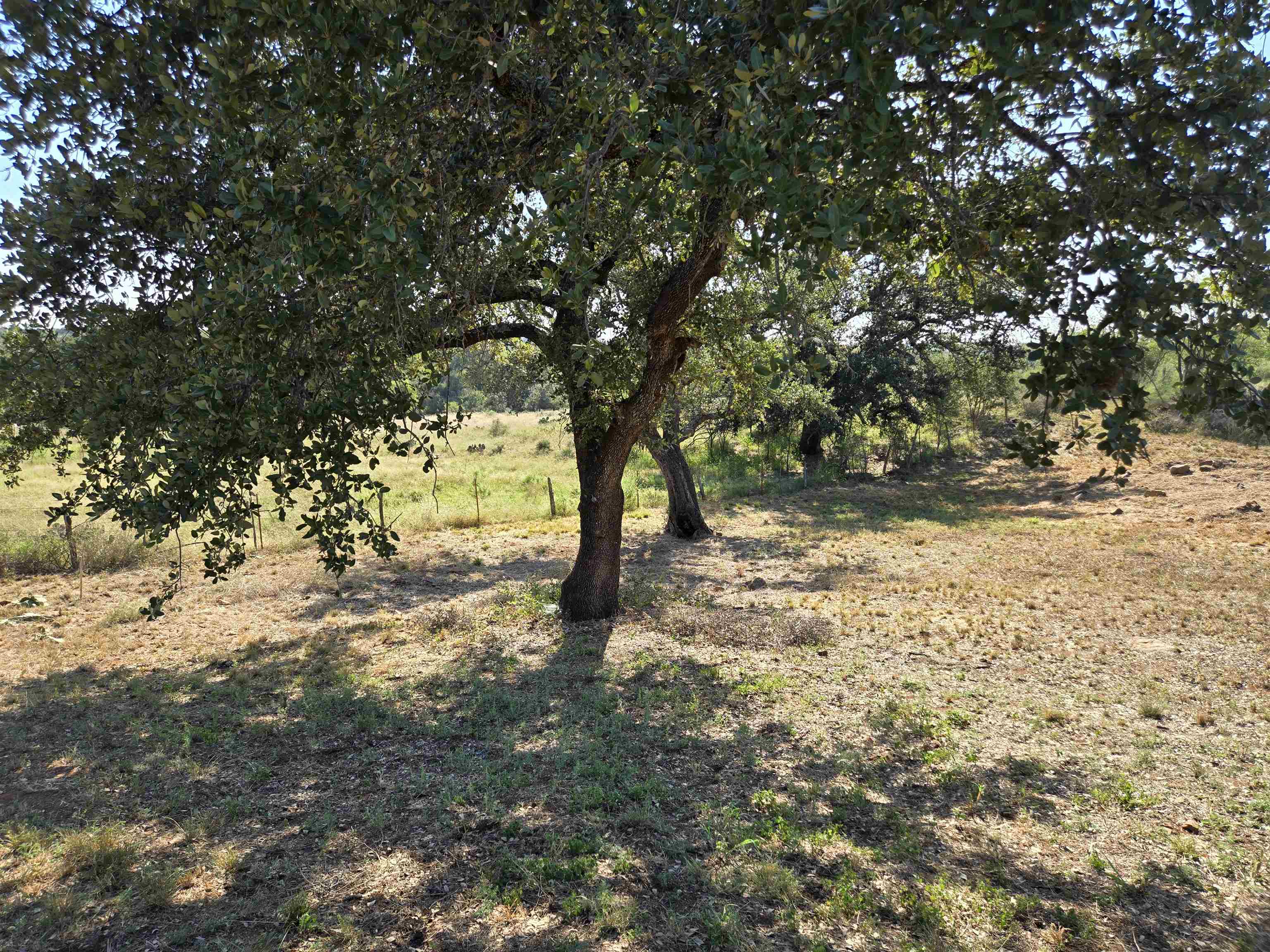 East Tarrant Street Llano, TX 78643 - Photo 18 of 19 a view of a yard with trees