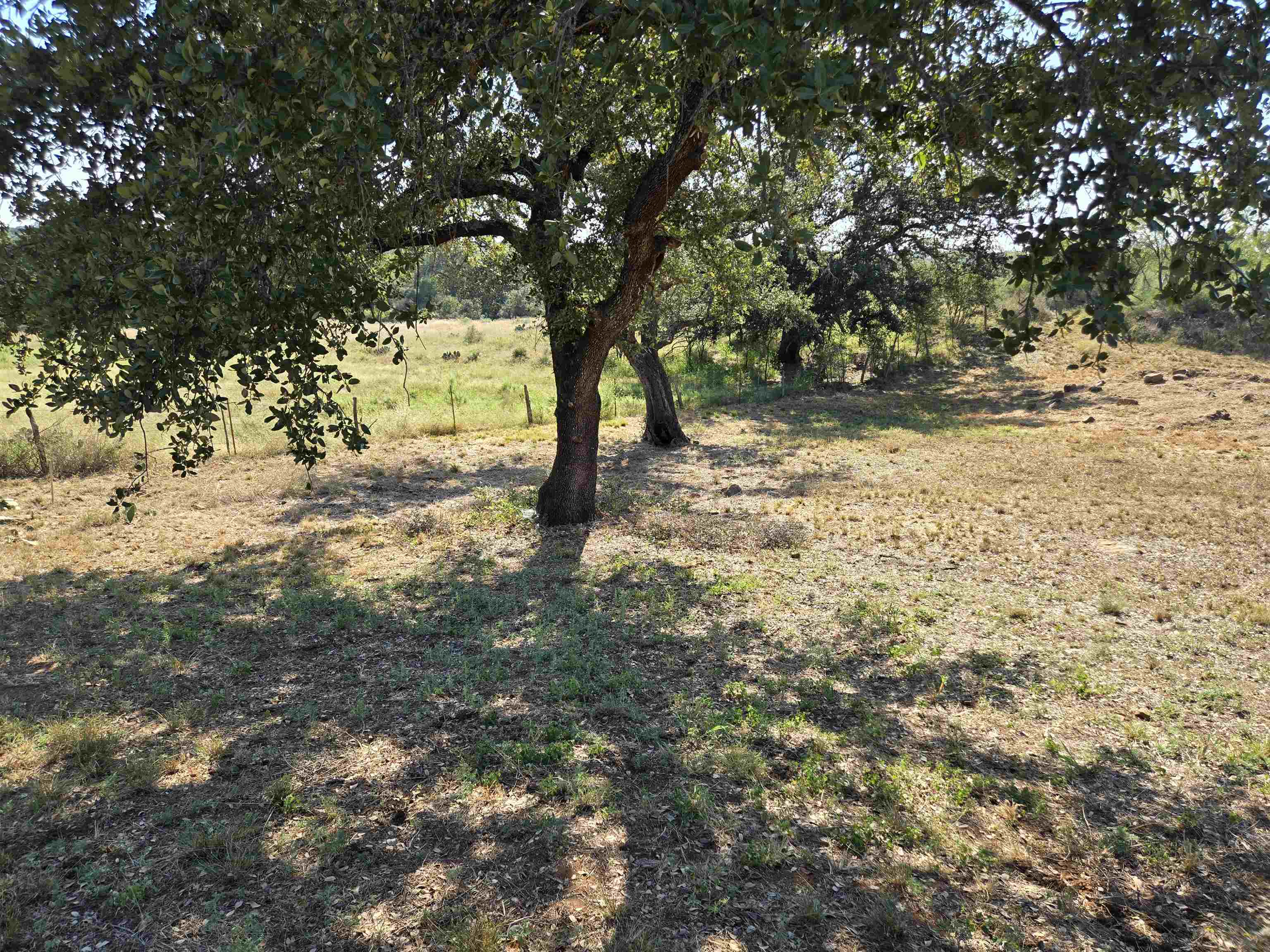 East Tarrant Street Llano, TX 78643 - Photo 9 of 19 a view of a yard with large trees