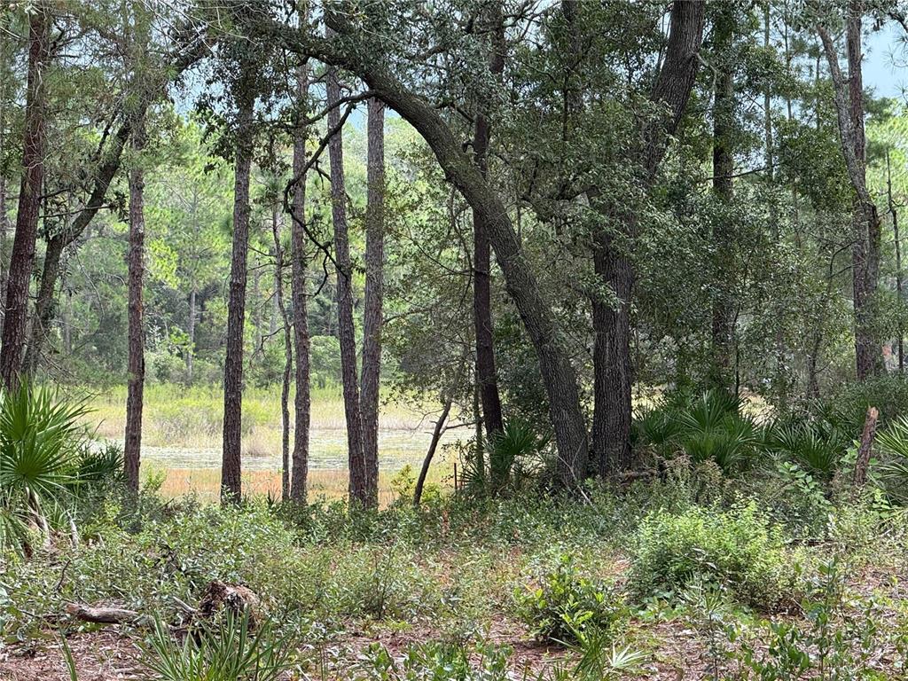 0 Northeast 114th Avenue Road Fort McCoy, FL 32134 - Photo 7 of 17 a view of outdoor space and trees
