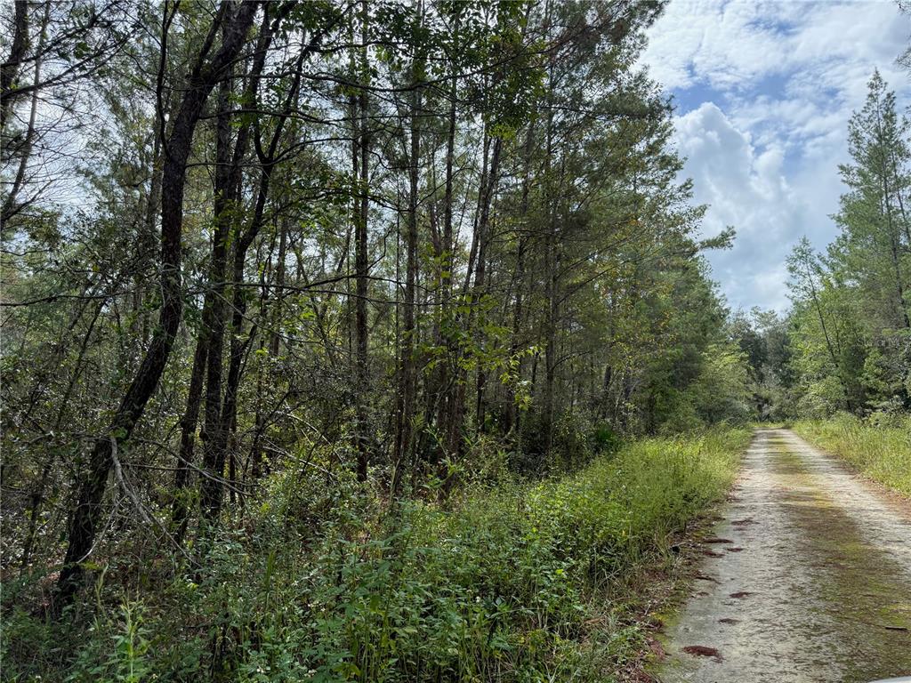 0 Northeast 114th Avenue Road Fort McCoy, FL 32134 - Photo 8 of 17 a view of a lake with lots of trees