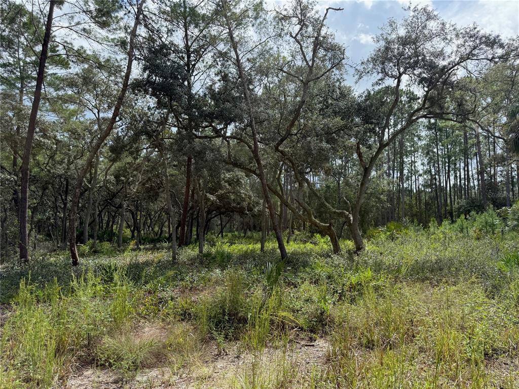 0 Northeast 114th Avenue Road Fort McCoy, FL 32134 - Photo 9 of 17 a big yard with lots of green space and deers