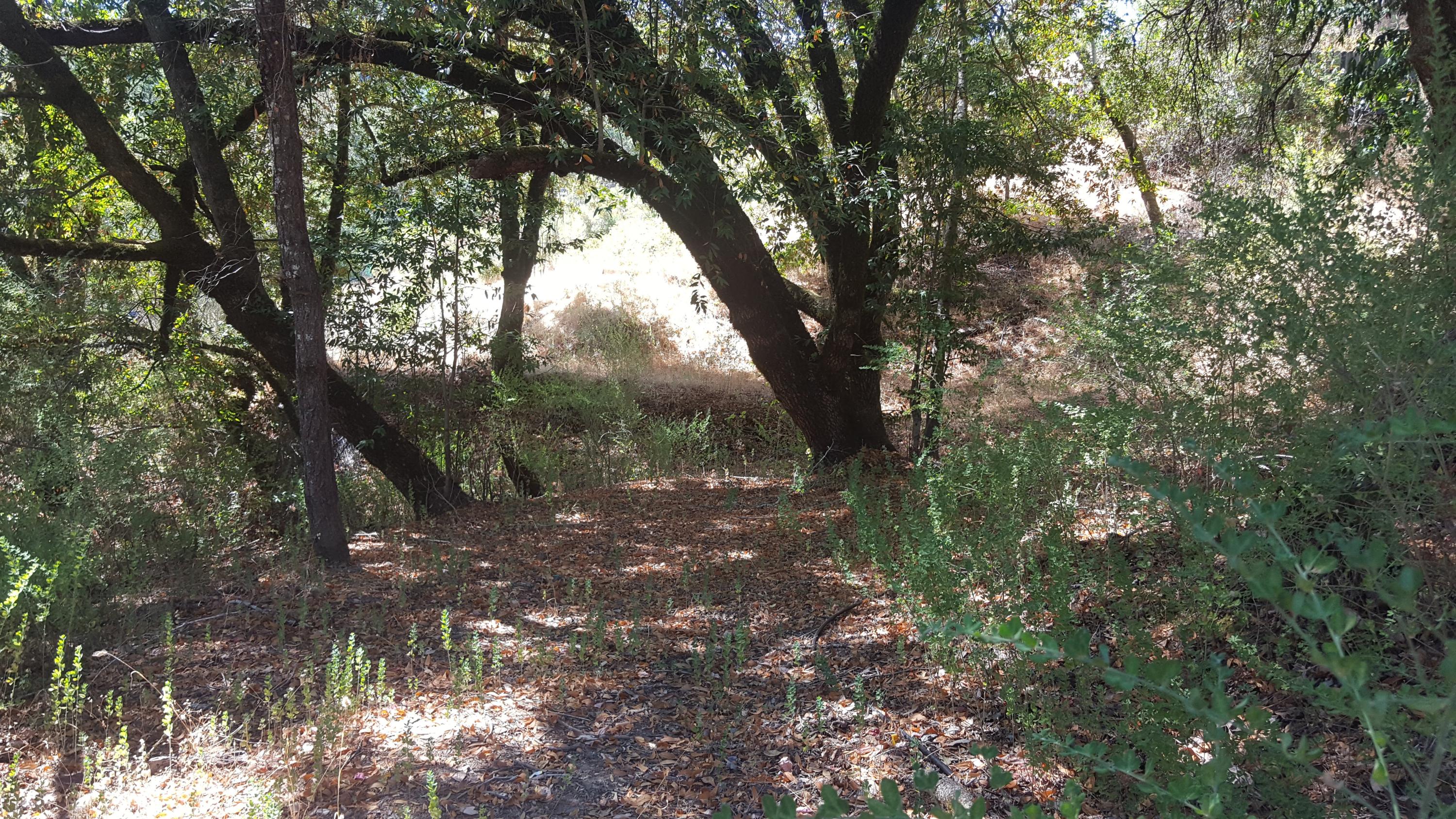 297 County Road Miranda, CA 95553 - Photo 8 of 13 20190912_141023