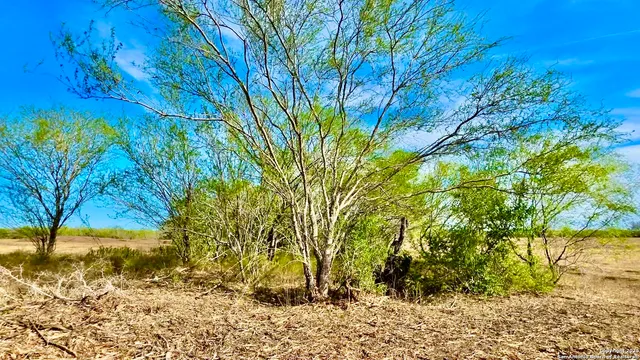 a view of a yard with plants
