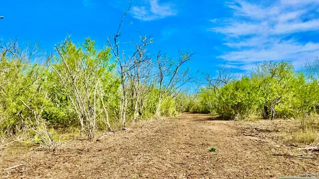 a view of a garden with plants
