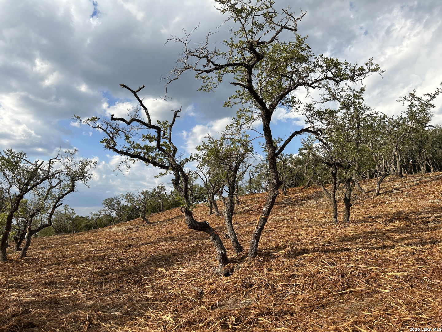 34780 Ansley Rdg Trail Bulverde, TX 78163 - Photo 3 of 14 a view of a tree with a yard