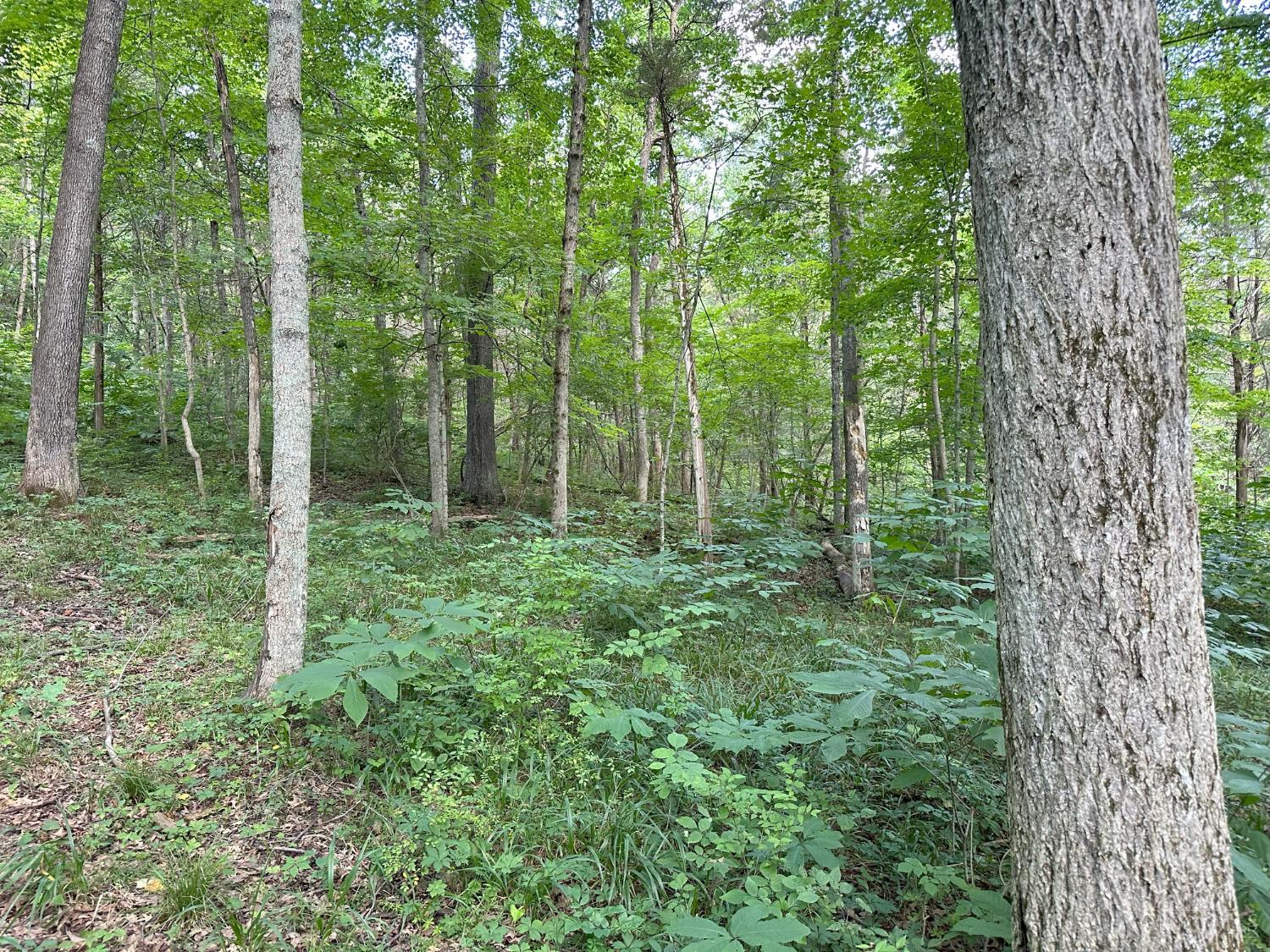 625 Branscome Road Peebles, OH 45660 - Photo 8 of 55