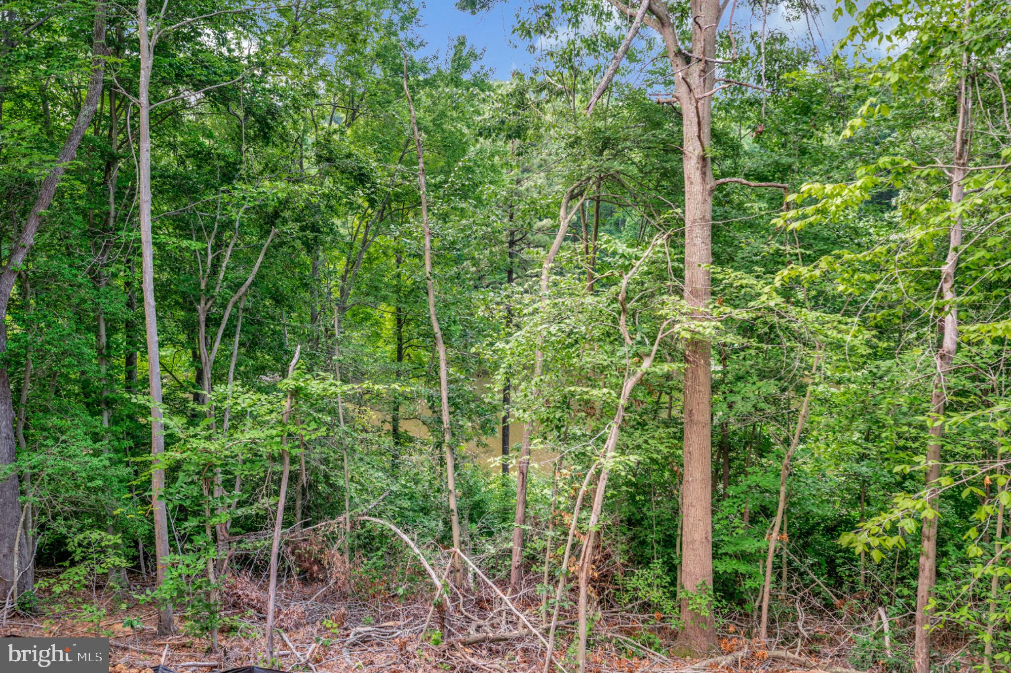 6077 Hamlin Circle King George, VA 22485 - Photo 12 of 50 a view of a forest