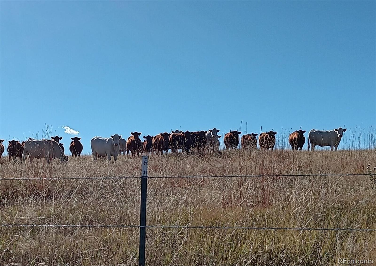 5335 County Road 82 Elbert, CO 80106 - Photo 4 of 26