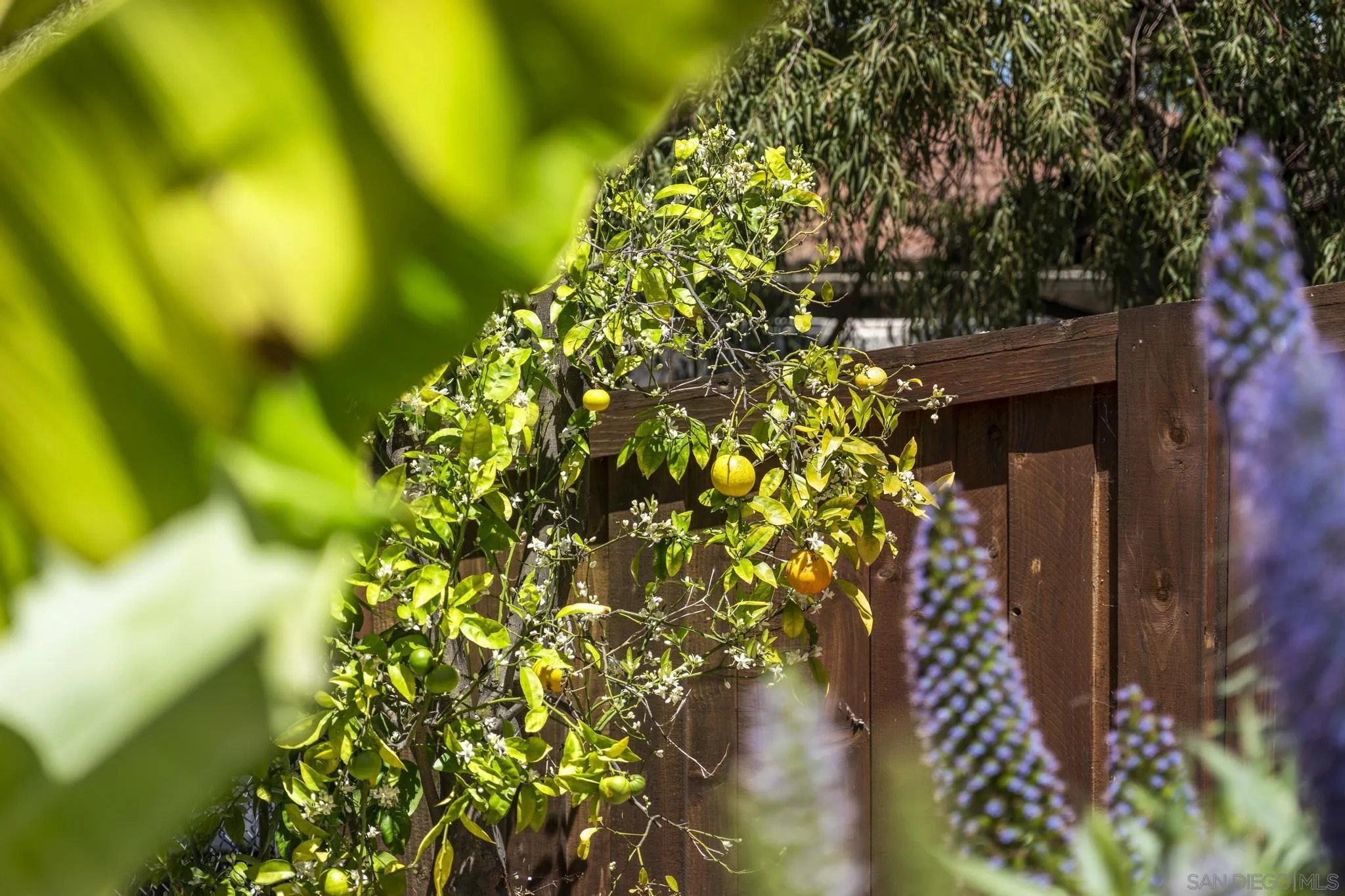 923 Sunset Drive Vista, CA 92081 - Photo 58 of 74 a picture of flowers