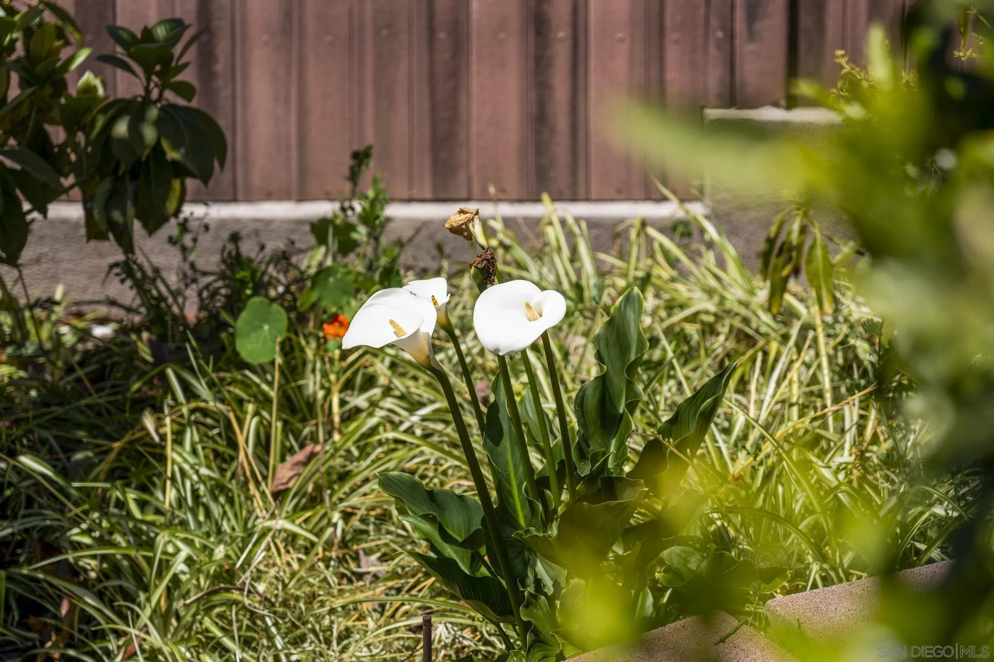 923 Sunset Drive Vista, CA 92081 - Photo 61 of 74