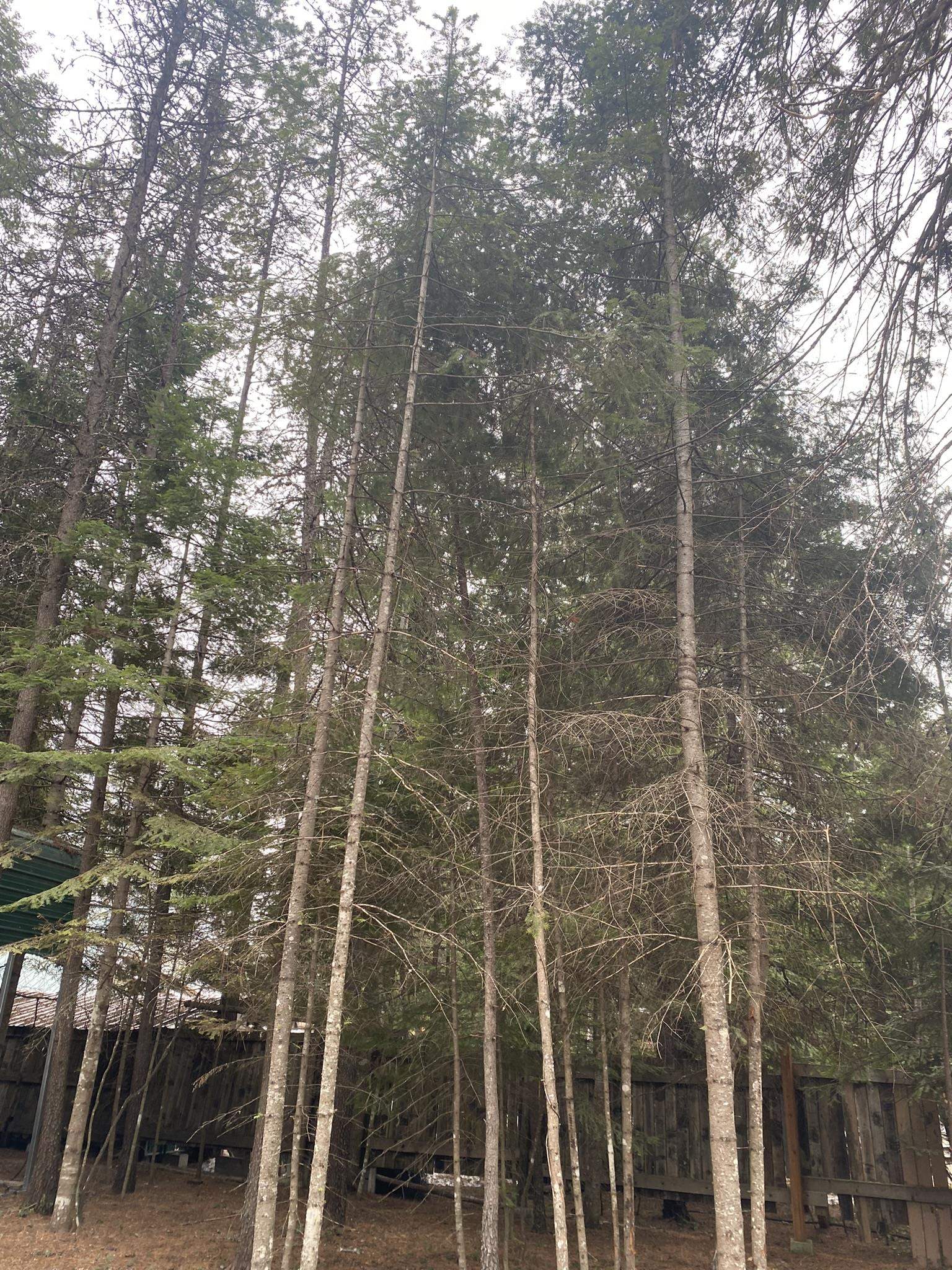 131 Eagle Way Usk, WA 99180 - Photo 12 of 31