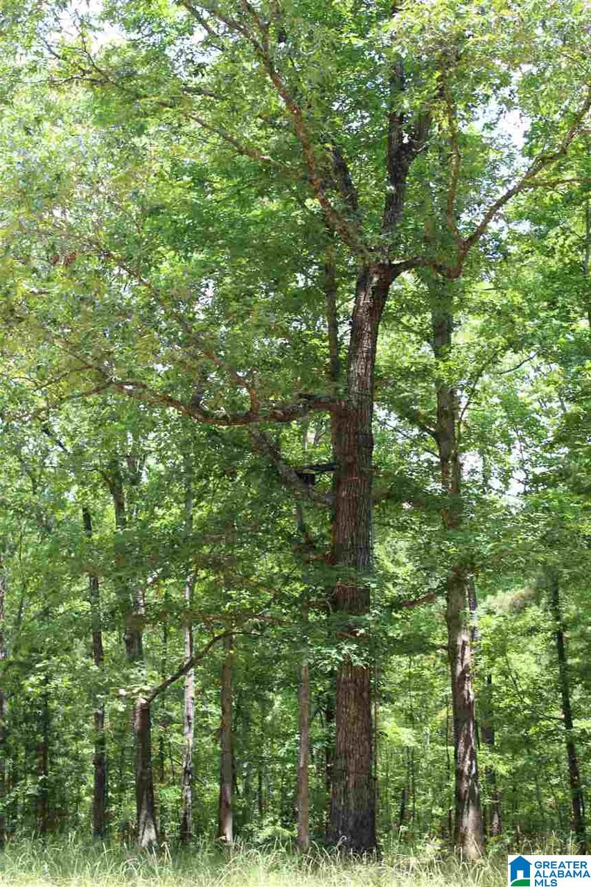 1652 County Road 101 Kellyton, AL 35089 - Photo 20 of 28